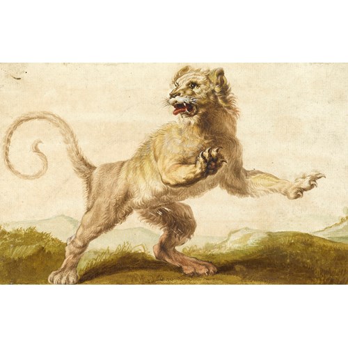 A Lion, after Rubens  